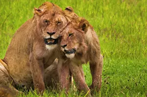 Wolfe: African lions, Ngorongoro Conservation Area