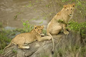 Pride: African Lions PLAYING, Panthera leo, in
