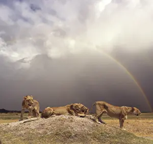 Rainbows: African Lions resting on Termite mound