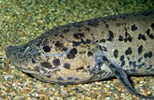 Lungfish: African Lungfish