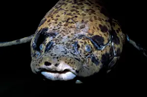 Lungfish: African Lungfish