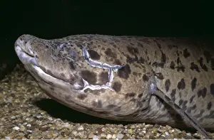 Lungfish: AFRICAN LUNGFISH - ON SEA BED