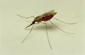Mosquito: African malaria vector mosquito