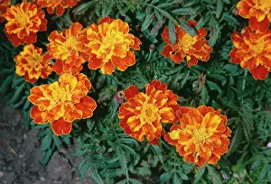 Marigolds: African Marigold - Close-up