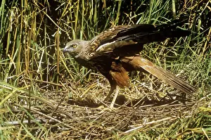 R M Bloomfield: African Marsh Harrier - at nest