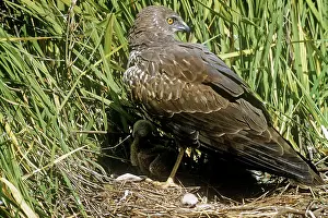 R M Bloomfield: African Marsh Harrier - shielding chicks from sun