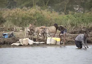 Containers: African men and donkeys collecting water Lake Naivasha