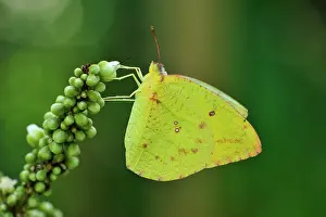 Vagrant: African Migrant / African Emigrant / Common Vagrant