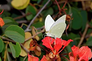 Vagrant: African Migrant / Common Vagrant Butterfly - male