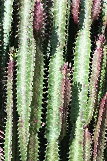 Euphorbia: African Milk Tree, Euphorbia trigona f. Rubra