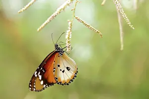 Riverine: African Monarch