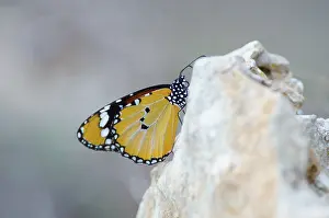 Malta: African Monarch