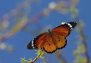 Rissani: African Monarch