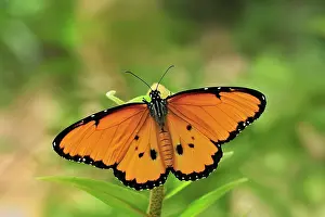 Chrysippus: African Monarch / Plain Tiger Butterfly