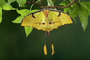 Argema: African Moon Moth - Male - yellow form