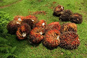 Guineensis: African oil palm plantation - already harvested