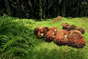 Guineensis: African oil palm plantation - already harvested