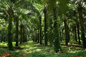 Guineensis: African oil palm plantation - industrially used