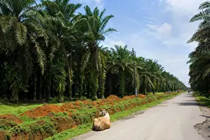 Extend: African oil palm plantation - industrially used