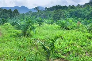 Guineensis: African oil palm plantation - another precious