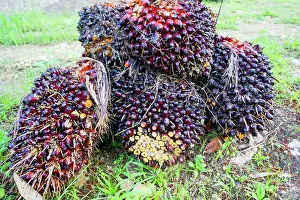Guineensis: African Oil Palm Tree