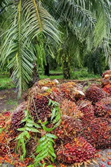Guineensis: African Oil Palm Tree