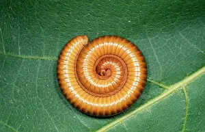 Millipedes: African Olive Millipede