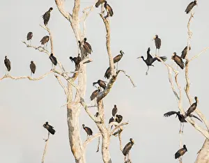 Lamelligerus: African Openbill