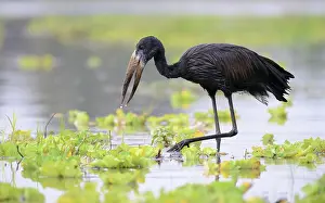 Lamelligerus: African Openbill