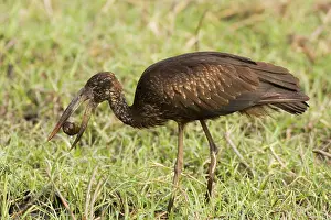 Lamelligerus: African Openbill or Openbilled Stork - Has caught