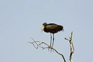 Lamelligerus: African Openbill / Openbilled Stork - Immature