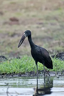 Lamelligerus: African Openbill / Openbilled Stork - standing in water