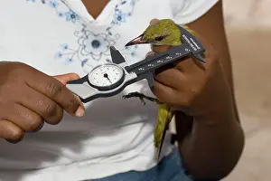 Handler: African ornithologist measuring bird caught in mist net