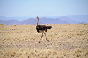 Struthio: African ostrich (Struthio camelus), Namibia, Africa