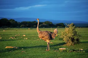 Struthio: African ostrich (Struthio camelus), De Hoop Nature