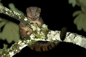 Civet: African Palm Civet - adult on a tree branch