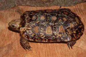 Pancake: African Pancake Tortoise