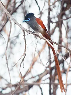 Terpsiphone: African Paradise Flycatcher