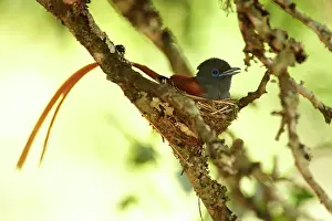 Malawi: African Paradise Flycatcher
