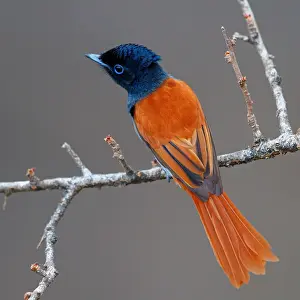 Oman: African Paradise Flycatcher, African Paradise-Flycatcher