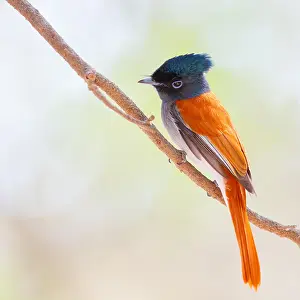Oman: African Paradise Flycatcher, African Paradise-Flycatcher