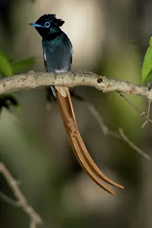 Terpsiphone: African Paradise Flycatcher, Terpsiphone