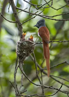 Raising: African Paradise Flycatcher (Terpsiphone viridi