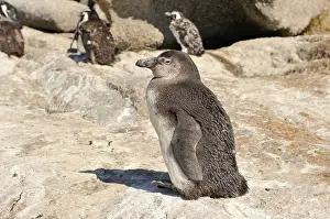 Simons: African Penguin