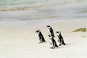 Jackass: African Penguin