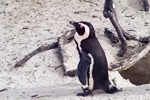 Jackass: African Penguin