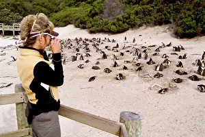 Jackass: African Penguin