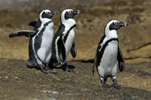 Simons: African Penguin