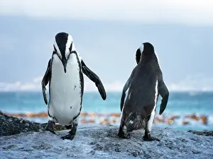 Pinguin: African Penguin