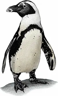 Jackass: African penguin